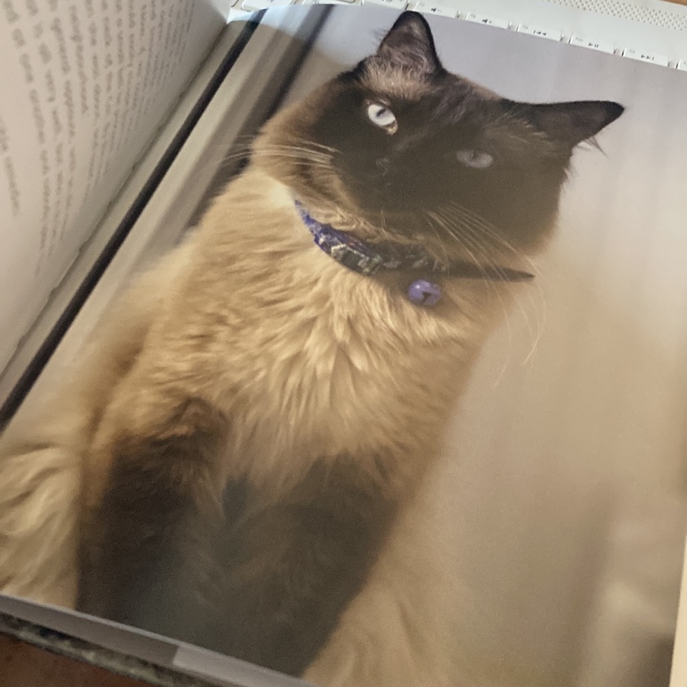 CATS Book - Picture 4 of 8